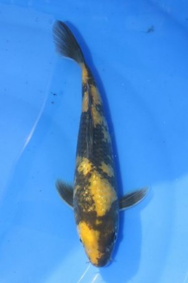kat-ki utsuri ginrin